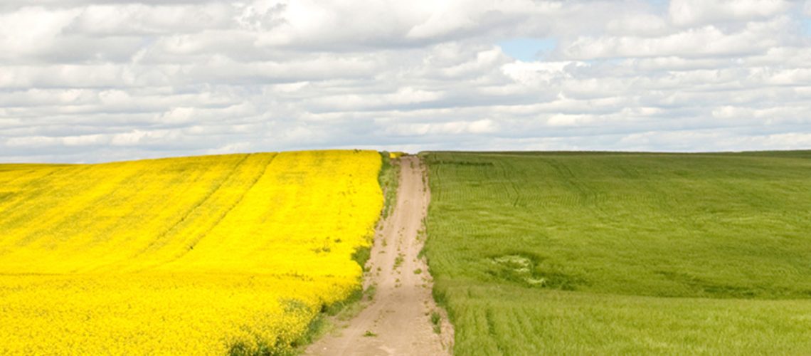 Rear view of senior farmer showing to his granddaughter a wheat field, holding hands.